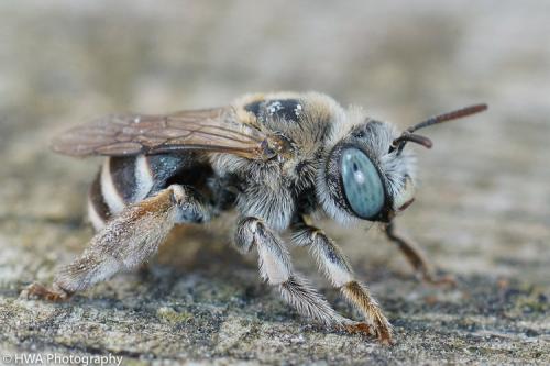 Réf. 271 771 : Tetraloniella sp.